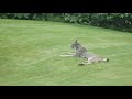 ALASKA Lynx vs. Squirrel Backyard City Battle
