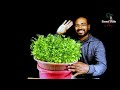 How to grow Coriander without soil | Coriander Dhaniya in hydroponic system
