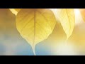 Relaxing Beautiful Music | Peaceful Soothing Instrumental Music | Study Mus...