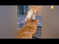 😸😅 You Laugh You Lose Dogs And Cats 😻😍 Funny Animal Moments # 19