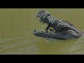 The Giant Crocodile Attacks!!! - The Isle
