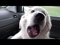 Owczarek Podhalański 4 miesiące  szczeniak- wizyta u weterynarza !!!!!!!!  Polish Tatra Shepherd Dog