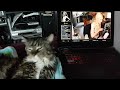 Maine Coon trying body painting