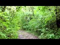 ASMR Rainy Summer Trail (whispering, nature ambience)