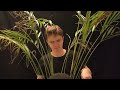 Haircut ASMR but You're a Plant (Obviously)