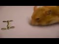 Writing sentence by hamster