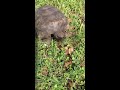 Feeding the local turtle
