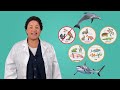 How Are Sharks and Dolphins Different? - Science All Around Me for Kids!