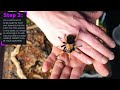 Arid Tarantula Species Enclosure Build Featuring the Aphonopelma bicoloratum | Large Cuboid
