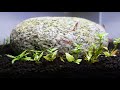 EASY SHRIMP TANK | Step By Step