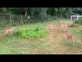 Whitetail Deer Triplets and Family @ The Hillbilly Hoarder