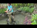 The girl cleaned the wooden slats, washed the fish pond and harvested bamboo shoots to sell