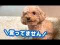 犬に日本語を仕込みたい旦那のスパルタ特訓を受ける愛犬が健気すぎた【トイプードル】