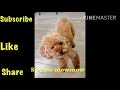 How to teach your Toy Poodle Dog | sitting | standing | shakeHands #lovelyMowmow🐶 #soCute🥰