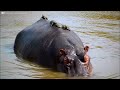 200 Interesting Animal Moments Caught On Camera - Best of 2024