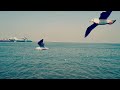 Fly with birds.. | Mumbai Gateway of India | Boating