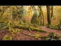 Hoh Rain Forest - 4K Nature Relaxation Film