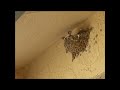 Barn Swallows in Las Cruces 6