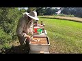 Beekeeping Decisions | Resulting Mistakes | Mites & Robbing