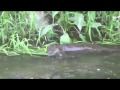River Otter seen along the Santa Rosa Creek Trail today!