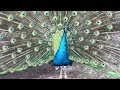 Peacock Dance continued
