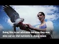 Pigeon Farming Explained