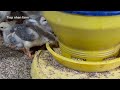 Full video: raising chickens from 1 day to 166 days