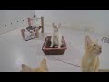 😘 New Funny Cats and Dogs Videos 😹 Best Funny Cats Videos 2024 🙀