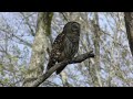 Barred Owl Hooting (HD)
