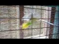 Beautiful birds love 💖// birds are playing 💖//HD4K VIDEO