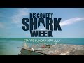 It’s a Bad Week to be a Seal. Discovery Shark Week 2017