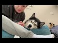 DEEP Cleaning My Husky's Teeth For The First Time!