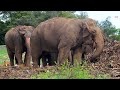 A good time for Polonnaruwa wild elephants Elephant soul
