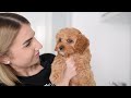 How To Wash A Cavoodle At Home | Step-by-Step Home Grooming with mycavoodle Products