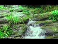 Green Stream Flows in Forest, Nature sounds, Forest River Sounds, Relaxation and Meditation Sounds