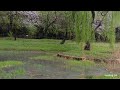 Insomnia Solution - The sound of spring rain in a small pond in the park#insomnia #rainsound