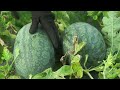 Fighting with Giant PYTHON - Harvest Watermelon in the Garden Goes to Market Sell | Garden Life