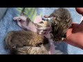 Heartbreaking!Newborn kittens abandoned in a garbage heap, struggling on the brink of life and death