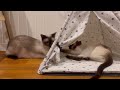 Siamese cats - How to destroy cat tent