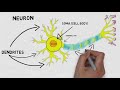 2-Minute Neuroscience: The Neuron