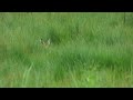 Relax with nature, secretive hare feeding in the tall grass gently blowing in a Summer breeze