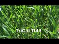 TriCal 1143