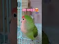 모란앵무   잠자기전  수다스런 앵두🤣  (시끄러움주의) #parrot #앵무새 #모란앵무 #lovebirds #수다