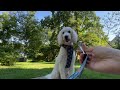 Goldendoodle Reviews Ruffwear 2022 Artist Series Desert Sunrise