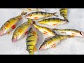 2019 Ice Fishing Forecast Lake Simcoe