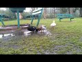 Ducks