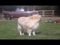 Triumph Vitesse MKII & a dog!