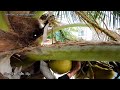 Vua khỉ Miền Tây cưa cây Dừa có quá nhiều trái khô.