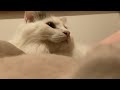 My cats video