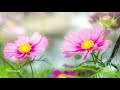 Morning Relaxing Music - Springtime Music, Study Music, Stress Relief (Ruby)